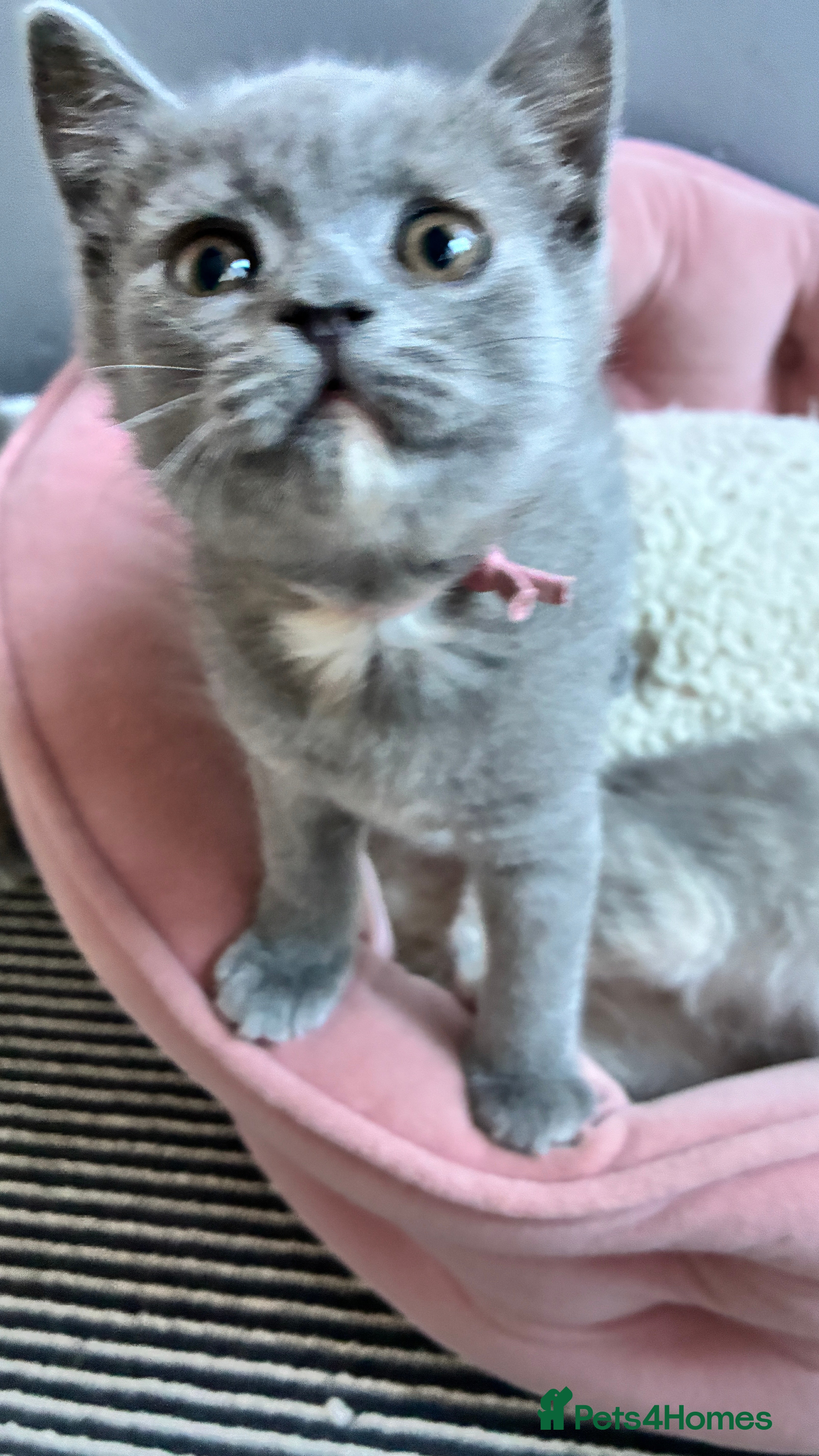 Scottish Fold cats Beautiful confident Scottish Fold/straight Kittens - Advert 2