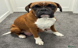 Boxer dogs for sale: KC Registered Boxer Puppies - Image 8
