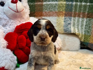 Cocker Spaniel dogs 4 gorgeous show type cocker spaniel dna clear - Advert 4