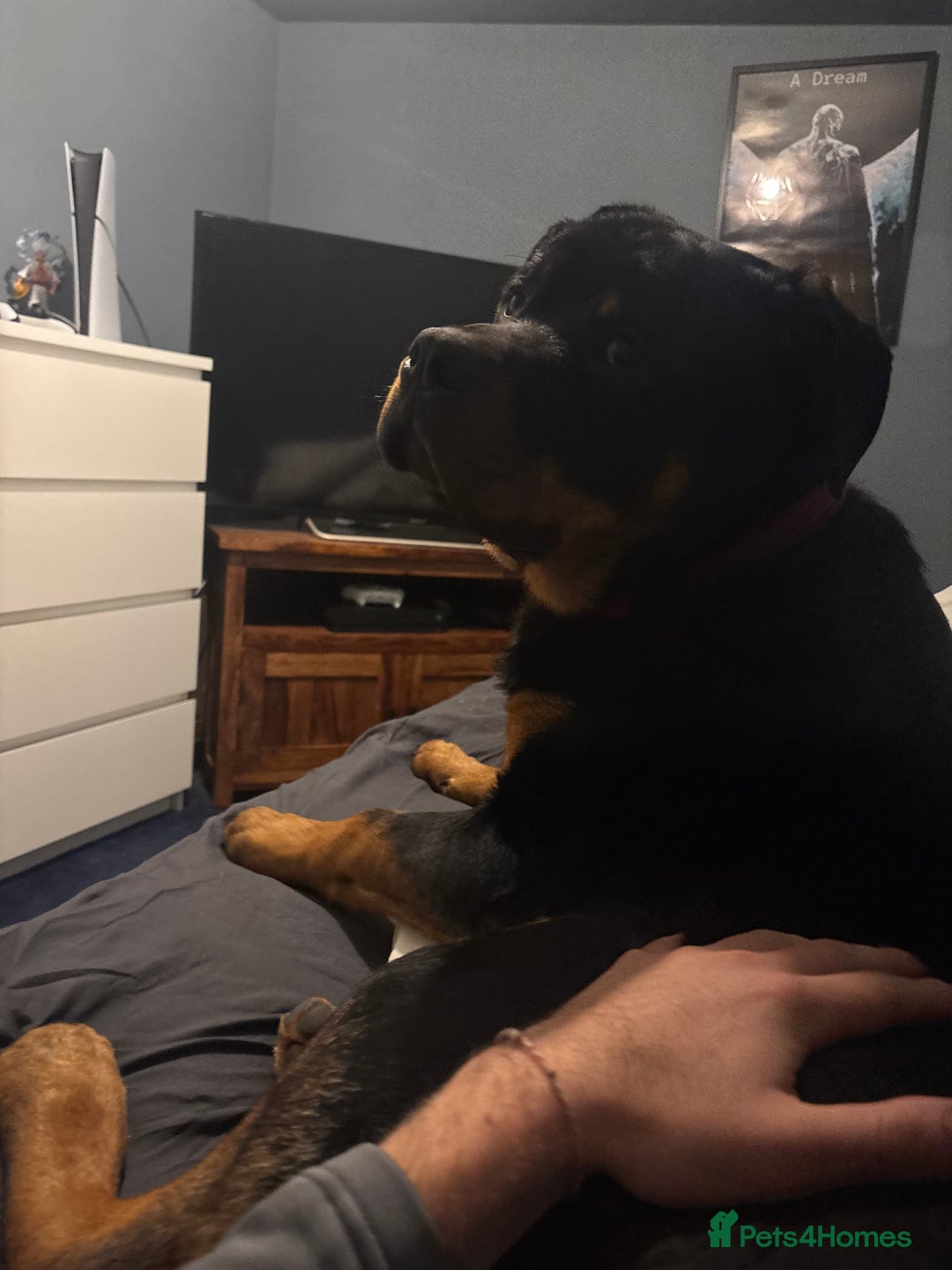 Rottweiler dogs for sale: Rottweier puppy  - Advert 1