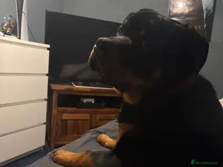 Rottweiler dogs Rottweier puppy - Advert 4