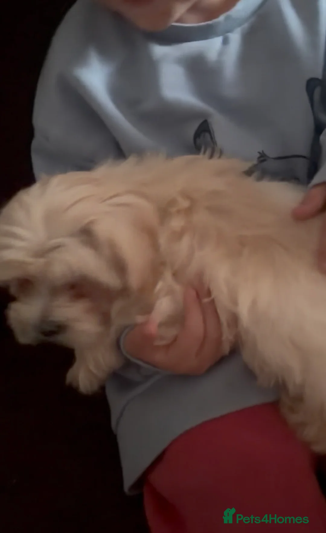 Bichon Frise dogs for sale: Girl puppy  - Advert 4