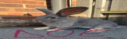 Giant Papillon rabbits for sale: Miniloop , netherland draft and continental cross - Advert 11