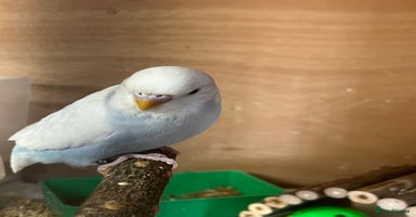 Budgerigars birds - Advert 8