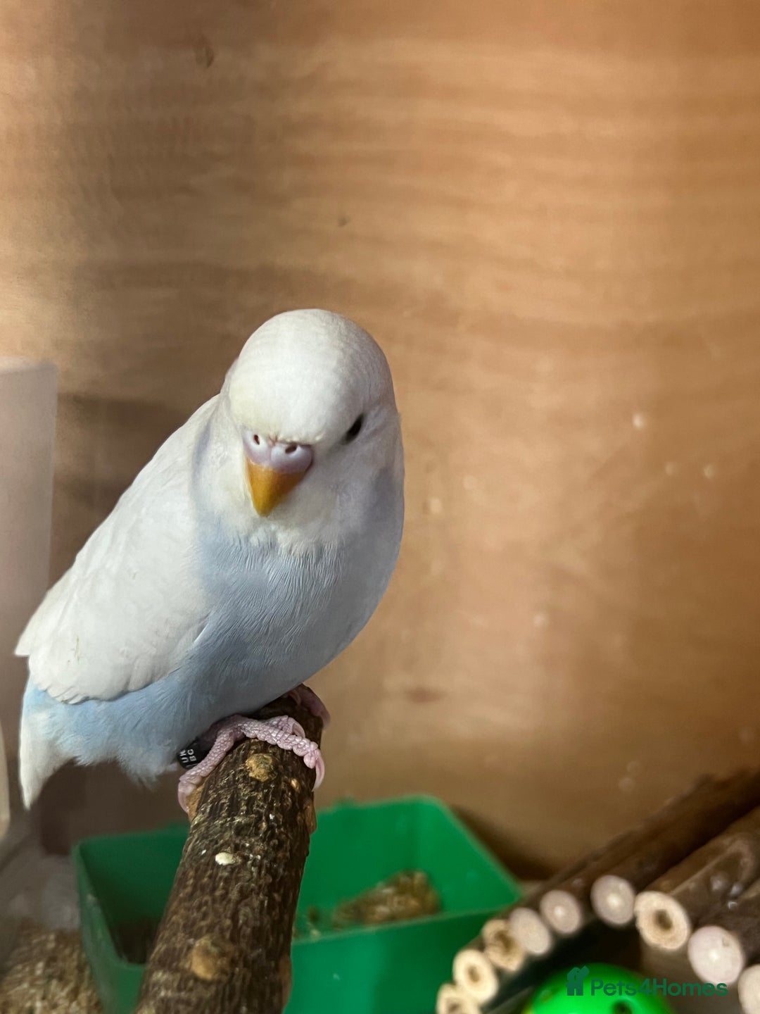 Budgerigars birds for sale: Two Budgie Hen Chicks Ready Soon  - Image 2