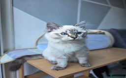 Ragdoll cats for sale: Bengal and Ragdoll - Image 8