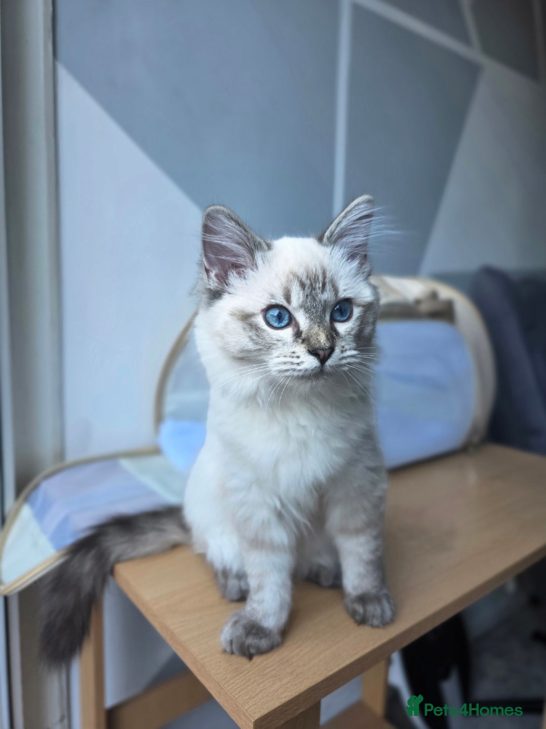 Ragdoll cats for sale: Bengal and Ragdoll - Image 8