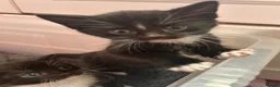 Mixed Breed cats for sale: Kittens  - Advert 10