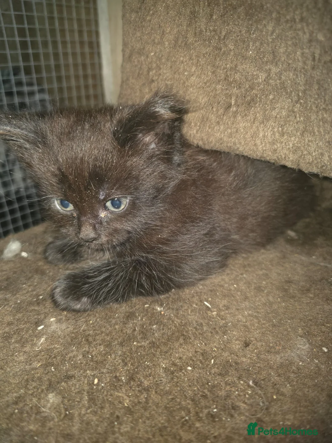 Maine Coon cats for sale: Pure Breed Maine Coone Kittens - Advert 7