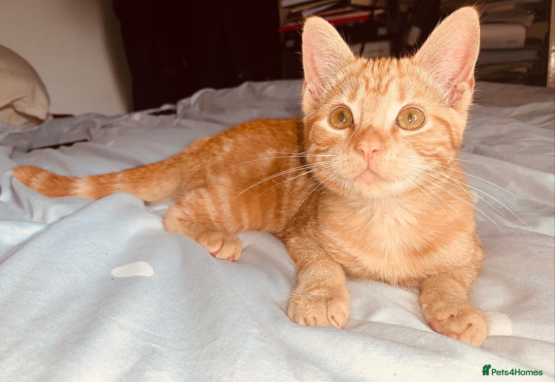British Shorthair cats for sale: FEMALE GINGER KITTEN For Sale - Image 1