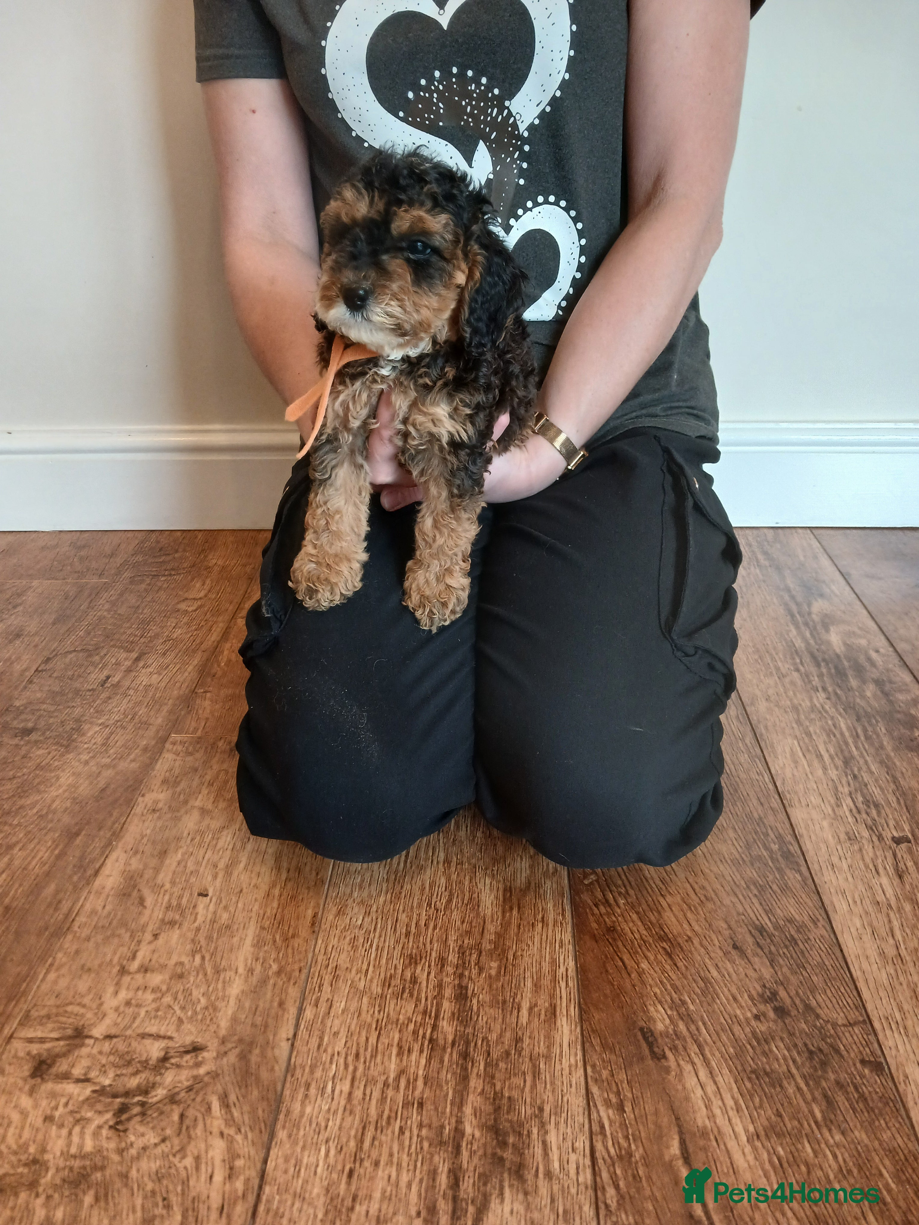 Cockapoo dogs Cockapoo puppies  - Advert 18