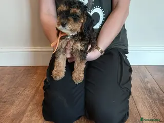 Cockapoo dogs Cockapoo puppies - Advert 18