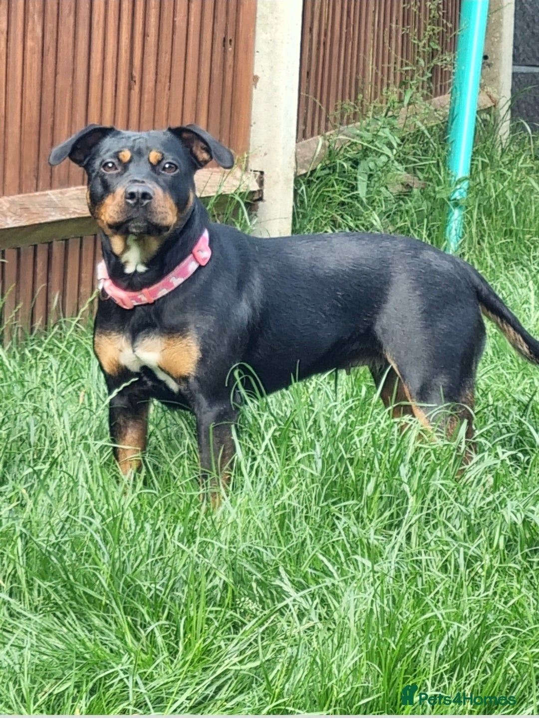 Mixed Breed dogs Staff cross female - Advert 1