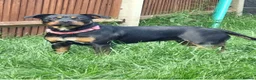 Mixed Breed dogs for sale: Staff cross female - Advert 1