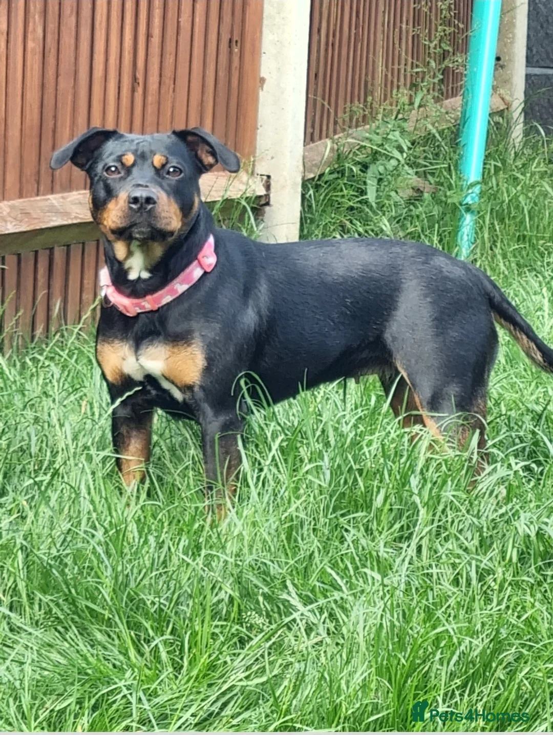 Mixed Breed dogs for sale: Staff cross female - Advert 1