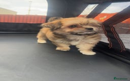 Mixed Breed dogs for sale: Tini Malchi puppies  - Image 11