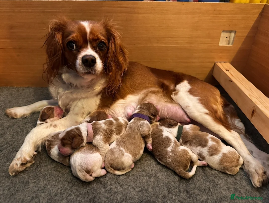 Cavalier King Charles Spaniel dogs for sale: Fully Health Tested Cavalier King Charles Spaniels in Rugby - Advert 2