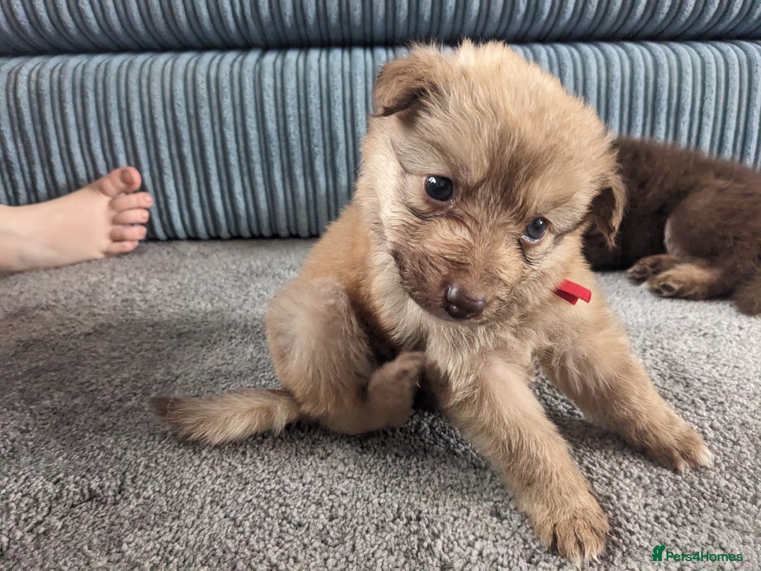 Mixed Breed dogs for sale: Border collie x German shepherd puppies - Image 12