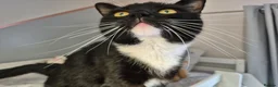 Mixed Breed cats for sale: Jasper neutered male tuxedo 16 month old.  - Advert 4