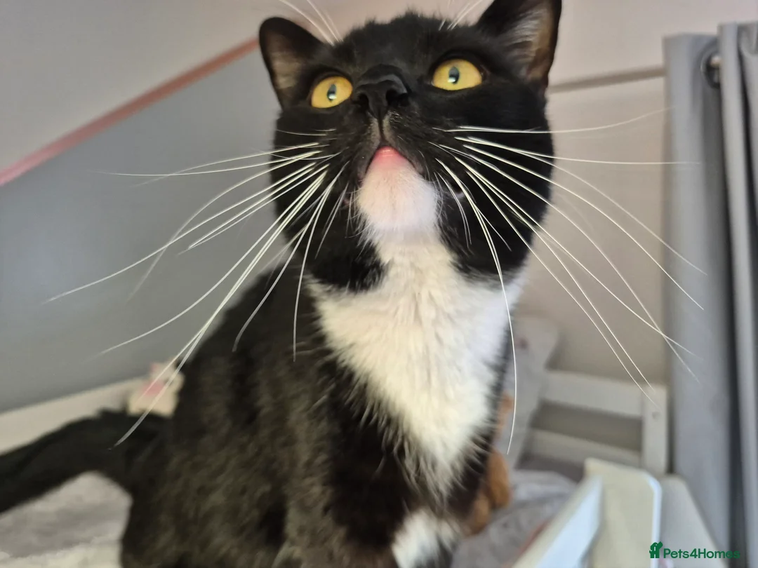 Mixed Breed cats for sale: Jasper neutered male tuxedo 16 month old.  - Advert 4