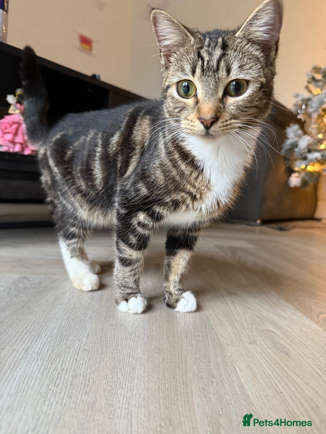 Mixed Breed cats for sale: Tabby kitten almost 8 months old. Female £50  - Advert 3
