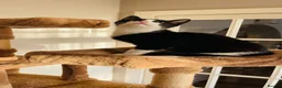 Mixed Breed cats for sale: Kittens for sale ,mixed breed, wonderful behaviour - Advert 38