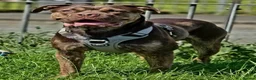 Mixed Breed dogs for sale: Presa Canario/Cane Corso/Mixed Mastiff - Advert 4