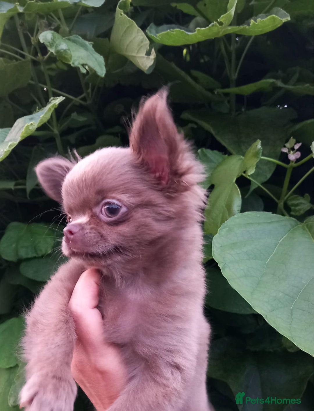 Chihuahua dogs for sale: Dna tested parents Lilac girl - Image 8