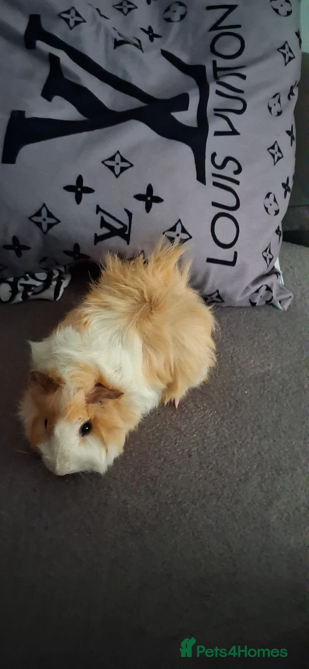 Guinea Pig rodents for sale: Baby boy guinea pigs - Advert 4