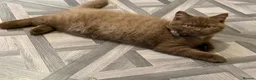 British Shorthair cats for sale: Chocolate Brown BSH male for sale  - Advert 11