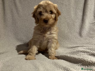 Cockapoo dogs - Advert 33