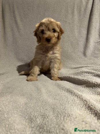 Cockapoo dogs - Advert 1