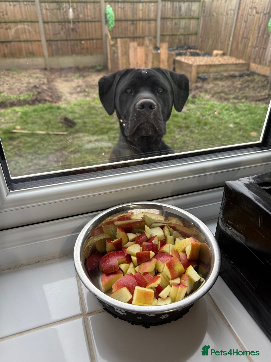 Mixed Breed dogs for sale: 8 month old male cane corso for new loving home - Advert 5