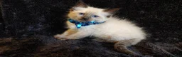 Ragdoll cats for sale: Beautiful Playful Kittens Ready for Loving Homes - Advert 4