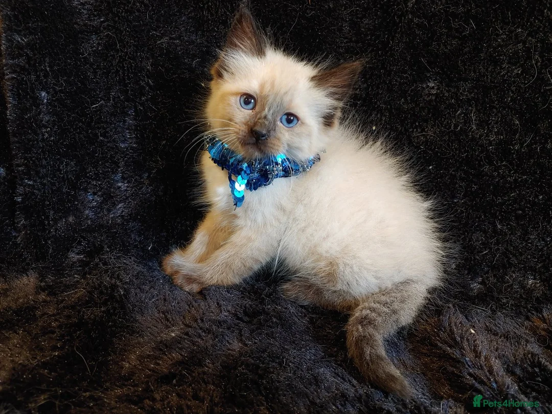 Ragdoll cats for sale: Beautiful Playful Kittens Ready for Loving Homes - Advert 4