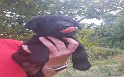 Labrador Retriever dogs for sale: KC Reg Labrador Puppies  - Image 16