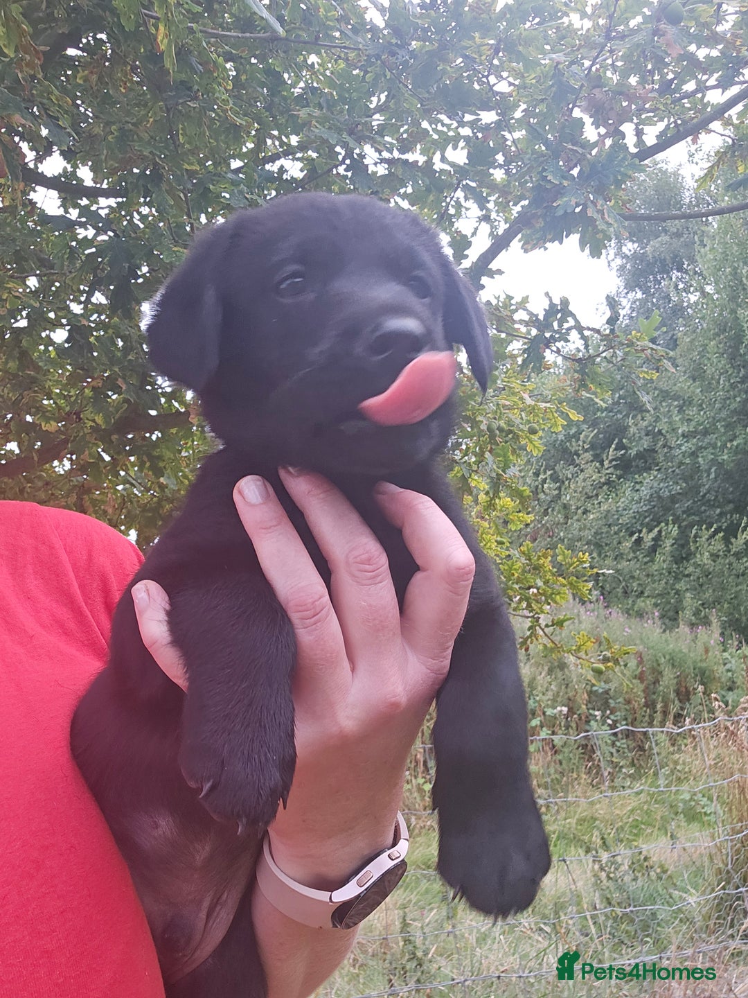 Labrador Retriever dogs for sale: KC Reg Labrador Puppies  - Image 16