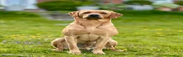 Labrador Retriever dogs for stud: Stunning Fox Red Labrador - Advert 1