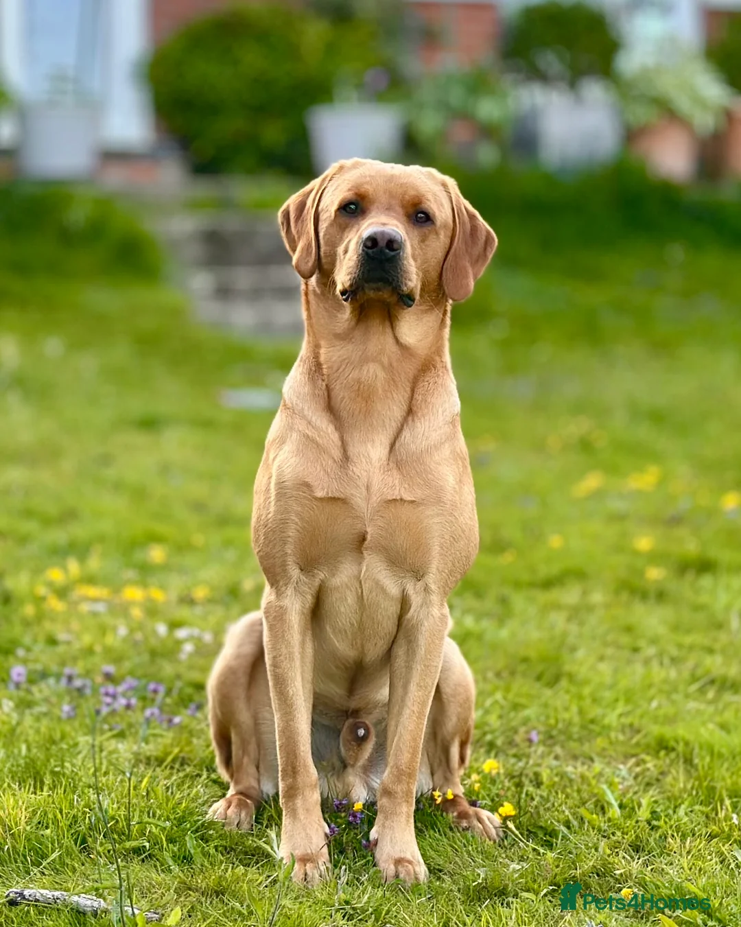 Labrador Retriever dogs for stud: Stunning Fox Red Labrador - Advert 1