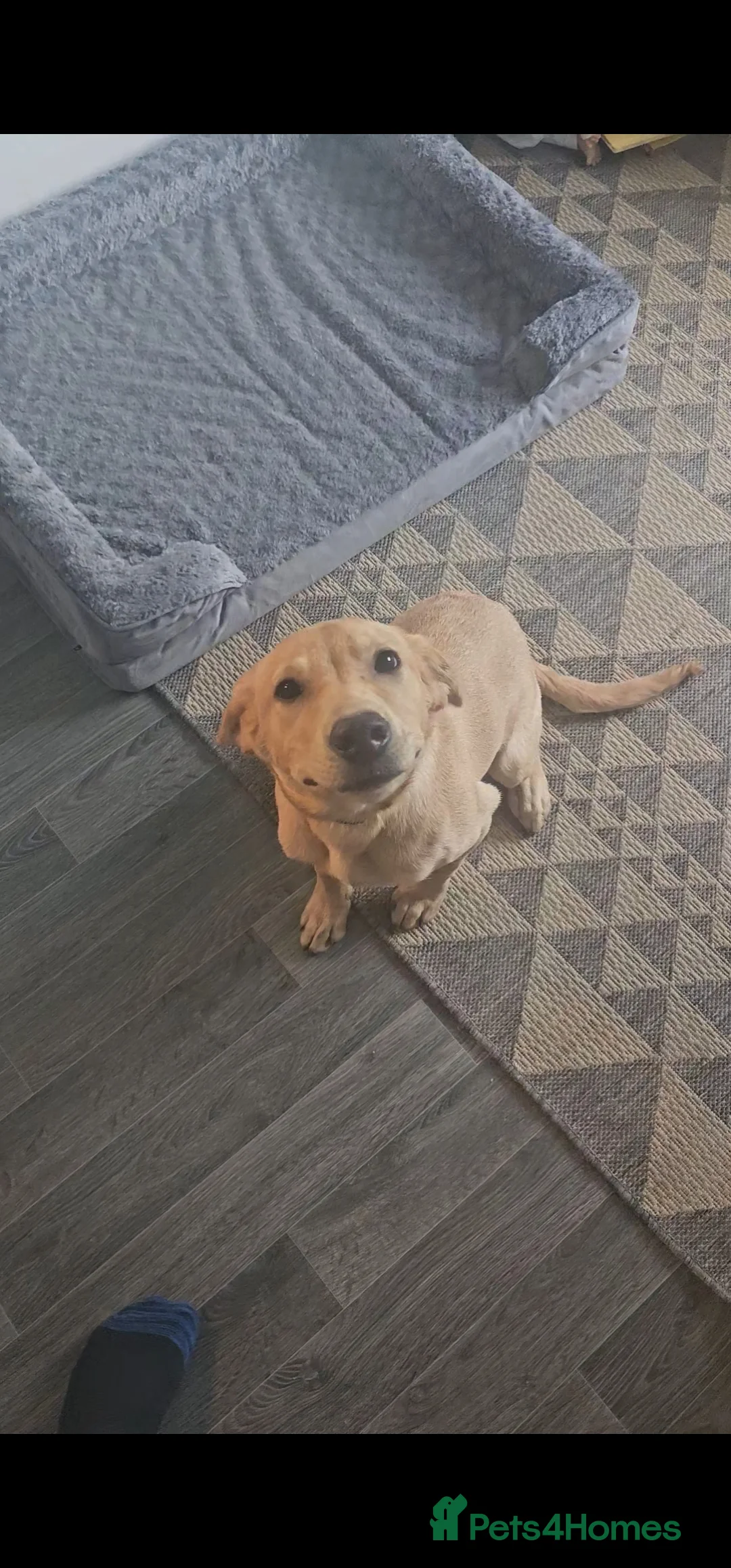 Labrador Retriever dogs for sale: Labrador retriever  - Advert 1