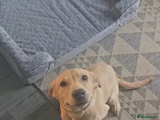 Labrador Retriever dogs Labrador retriever - Advert 2