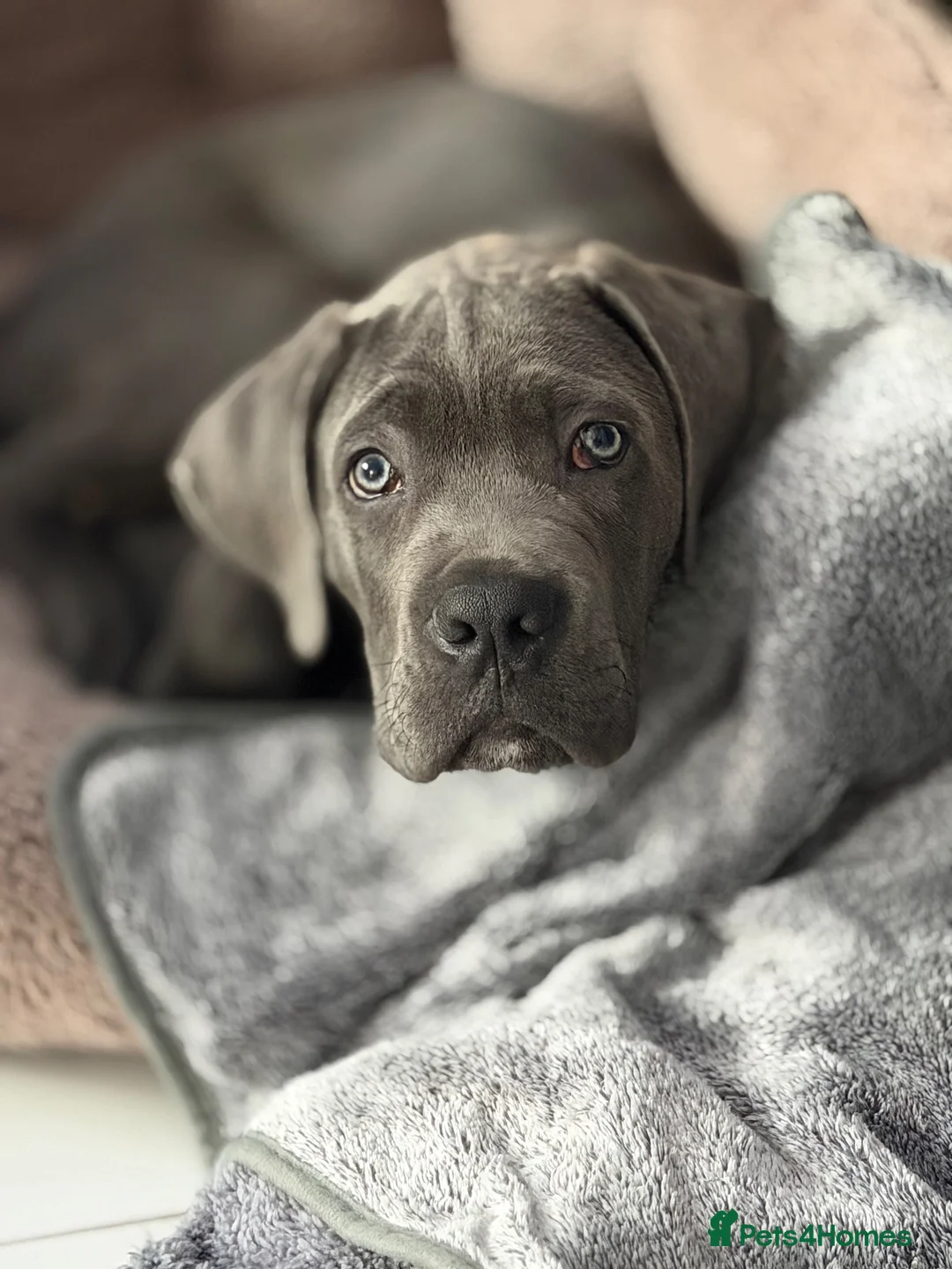 Cane Corso dogs for sale: Cane Corso male in Stoke-on-Trent - Advert 1