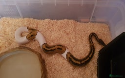 Python Snake reptiles for sale: Pied ball python - Image 2
