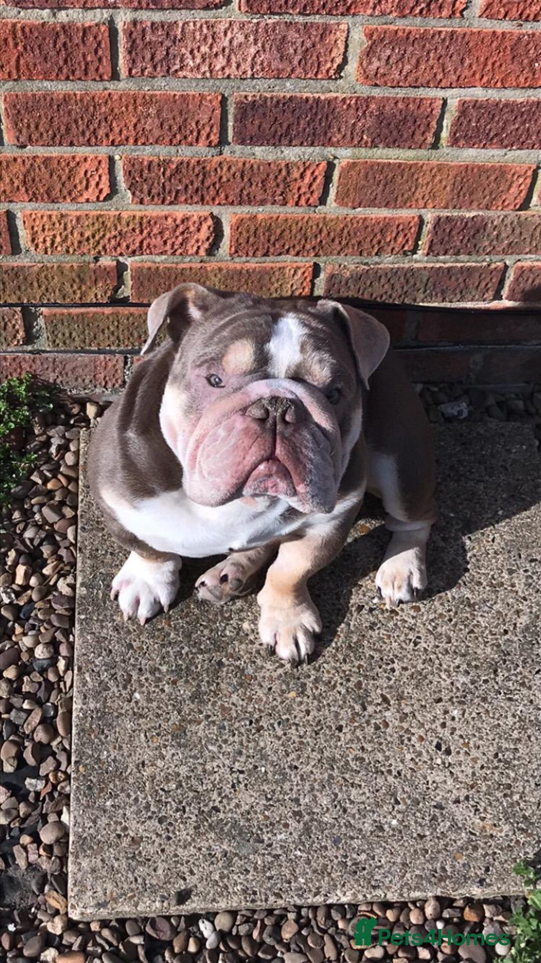 English Bulldog dogs for sale: English Bulldog - Image 1