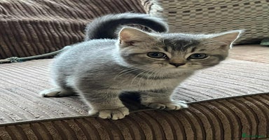 British Shorthair cats - Advert 3