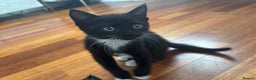 Mixed Breed cats for sale: Playful Black & White Tuxedo Kitten – Loving Home  - Advert 1