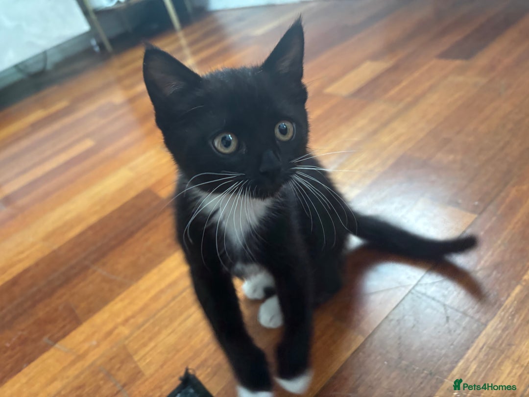 Mixed Breed cats for sale: Playful Black & White Tuxedo Kitten – Loving Home  - Advert 1