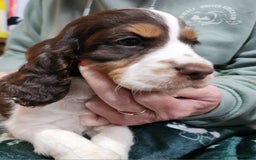 Cocker Spaniel dogs for sale: Adorable cocker spaniel puppies - Image 4