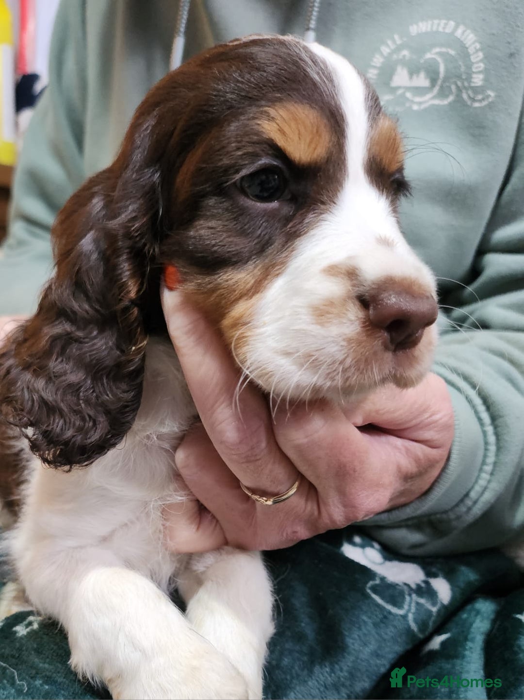 Cocker Spaniel dogs for sale: Adorable cocker spaniel puppies - Image 4