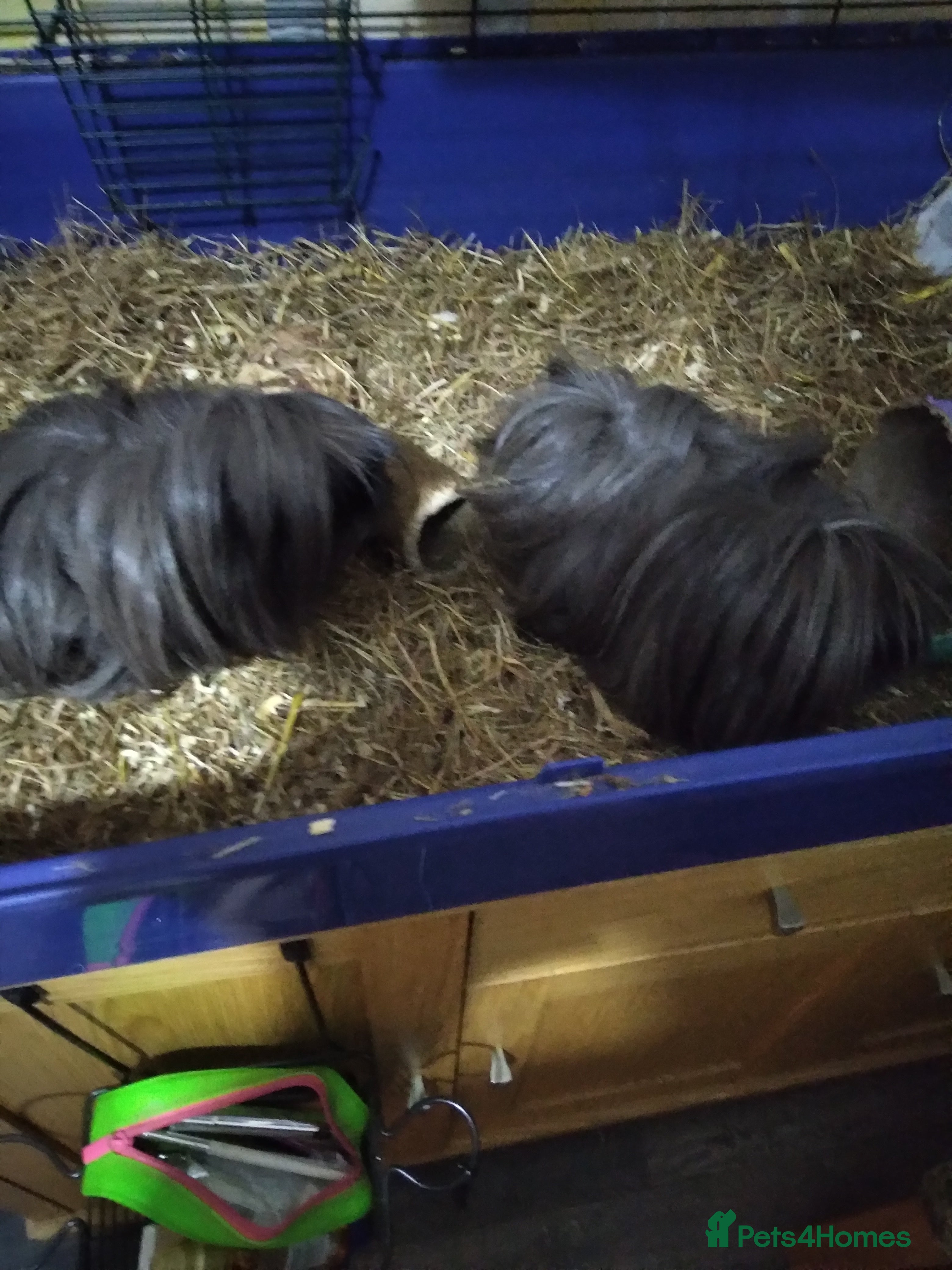 Guinea Pig rodents 2 female Guinea pigs 8 month old - Advert 18